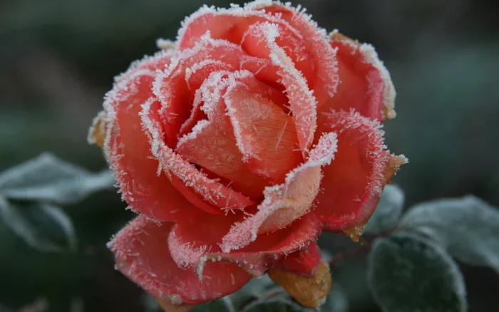 冰雪香槟玫瑰图片