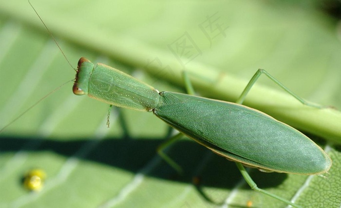 昆虫虫子图片