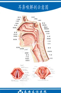 耳鼻喉解剖图图片