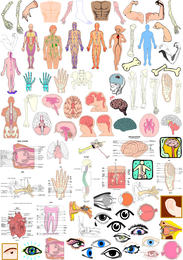 人体器官的部分结构矢量素材ai矢量模版下载