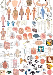人体器官的部分结构矢量素材