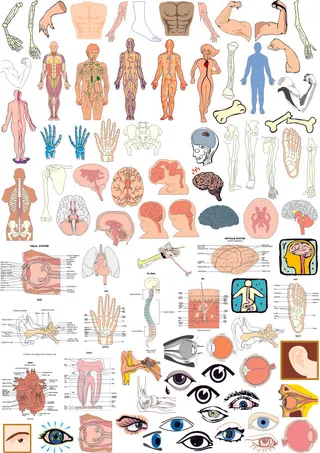 人体器官的部分结构矢量素材