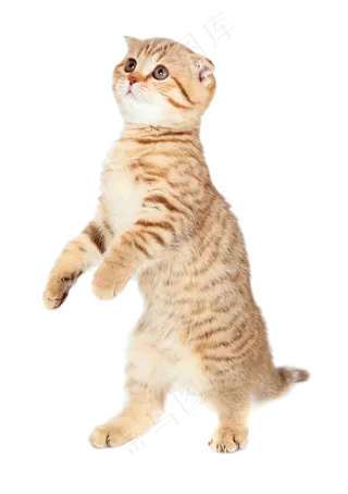 站立的可爱猫咪