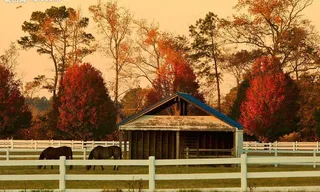 欧式楼房 白色栅栏 花园 大树图片