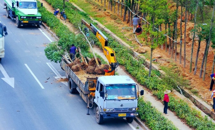 交通建设 道路绿化