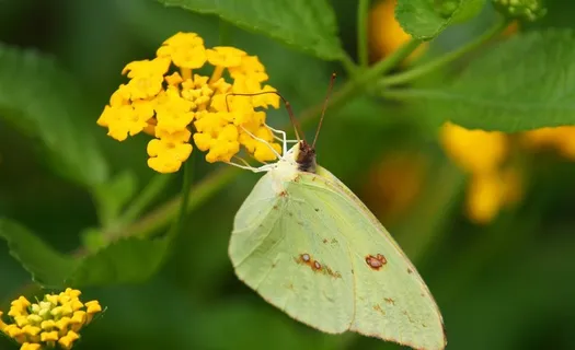 蝴蝶图片 蝴蝶图片