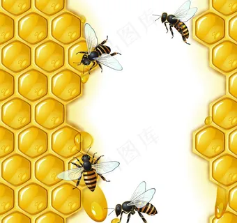 蜜蜂蜂蜜图片