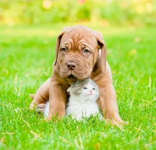 草地上的哈八狗与小猫图片