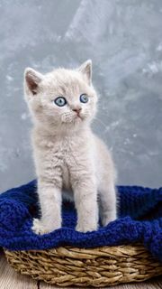 猫咪高清摄影图片