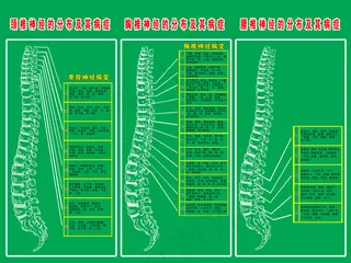 颈椎写真分布图