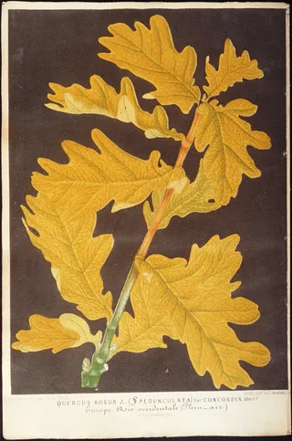 花草 植物 钢笔画 西洋美术_00...