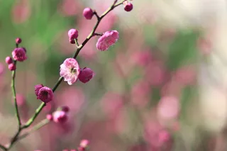 春意渐浓樱花放