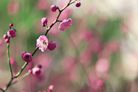 春意渐浓樱花放 春意渐浓樱花放