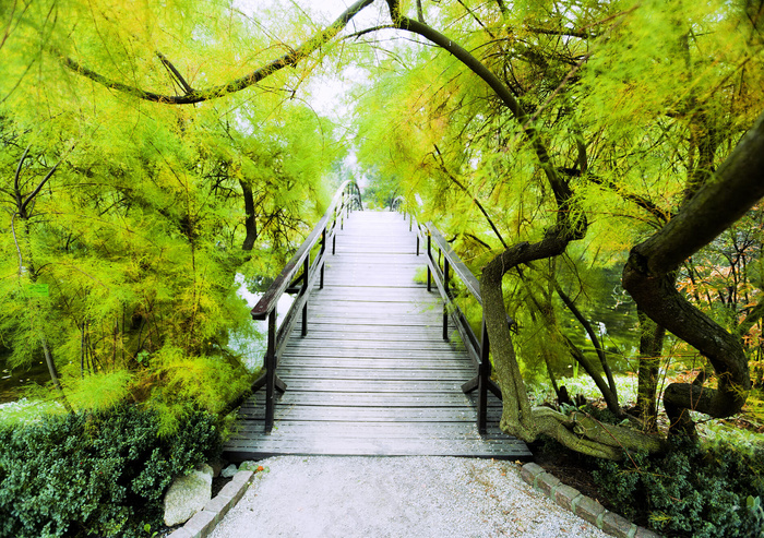 美丽木拱桥风景