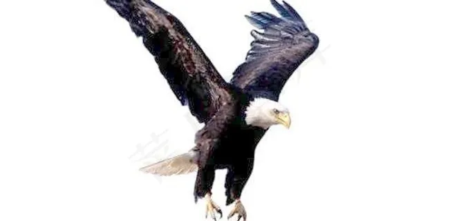 老鹰PSD图片素材