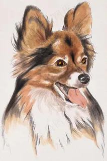 狗 家禽家畜 动物插图_06