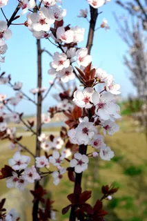 桃花图片 桃花图片