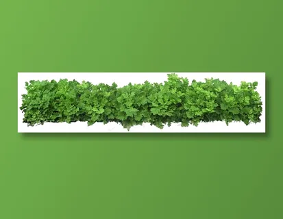 高清免抠植物洋甘菊