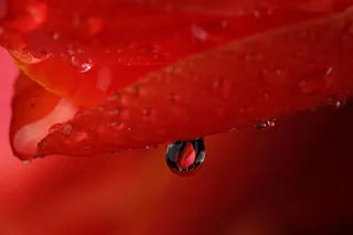 水滴与花瓣图片