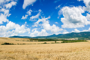 秋天麦田风景