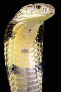 向右看的眼镜蛇图片