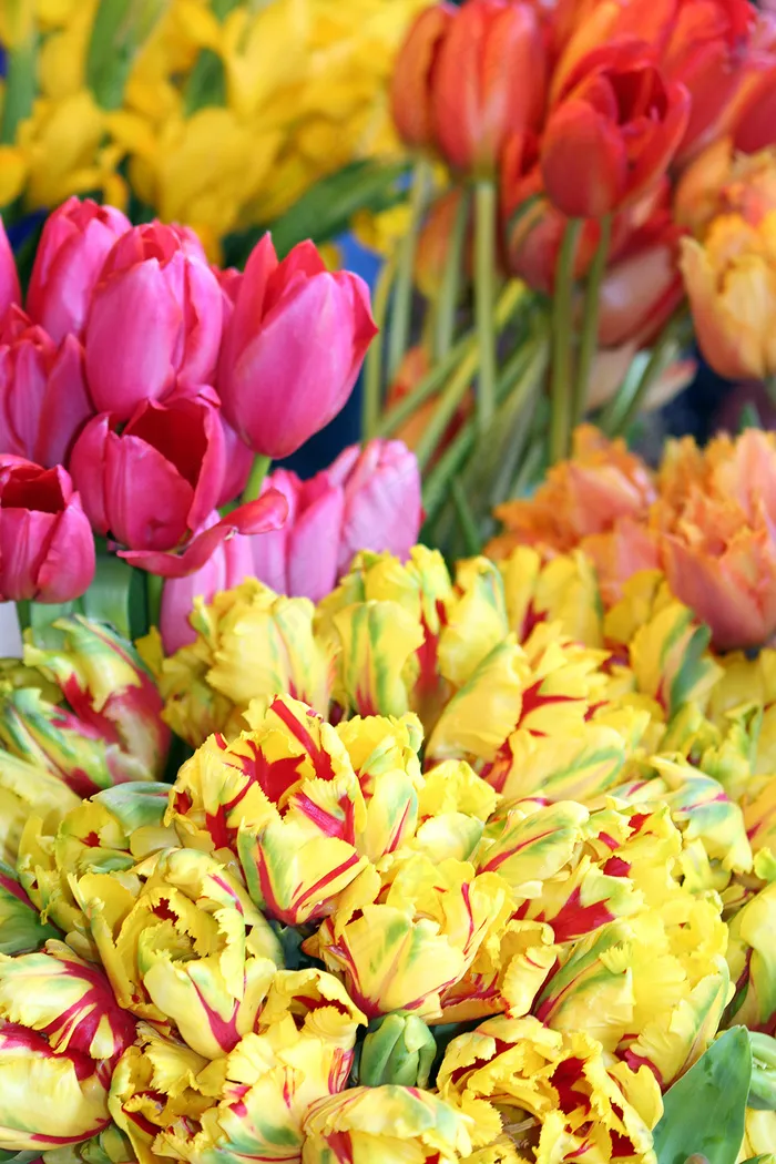 郁金香花束背景图