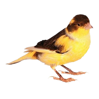 水彩手绘鸟类小鸟麻雀PNG免扣图片