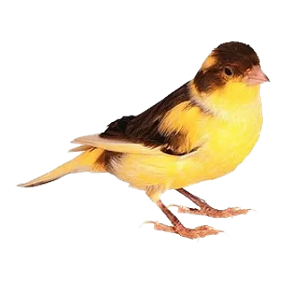 水彩手绘鸟类小鸟麻雀PNG免扣图片