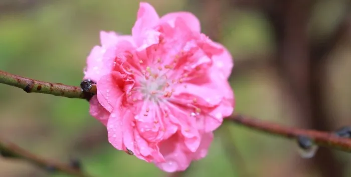 美丽的桃花图片