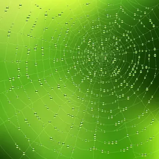 蜘蛛网背景03——矢量素材 蜘蛛网背景03——矢量素材