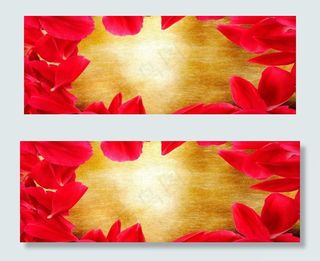 玫瑰 玫瑰花图片