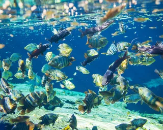 海底的鱼群图片