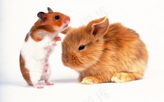 高清电脑桌面背景壁纸