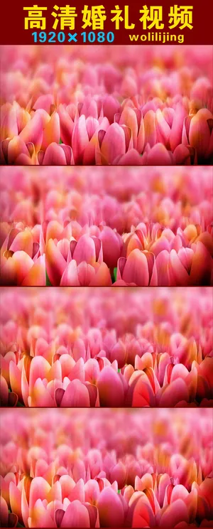 浪漫之约春暖花开高清婚礼婚庆视频