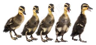 五只小鸭子图片