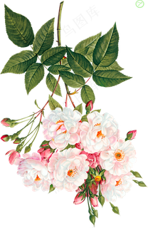 手绘花朵png免扣素材