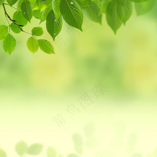 唯美清新绿叶淘宝主图背景