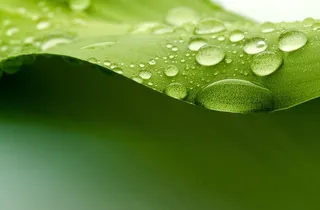 绿叶上的水滴图片