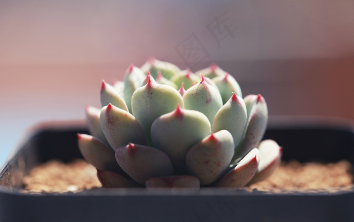多肉植物图片