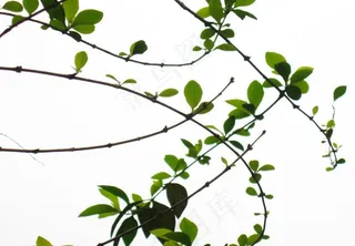 春天的枝条图片