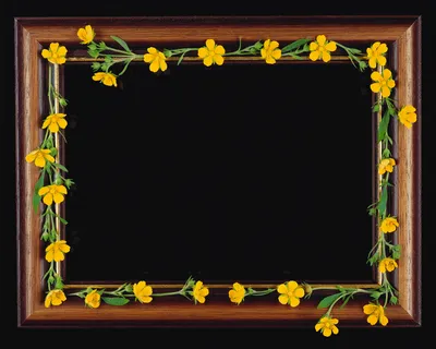 创意花卉相框图片