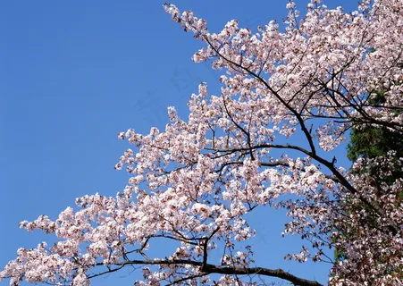 春天花朵 花朵图片 桃花 李花 杏花 春暖花朵 桃花林 春天花朵 花朵图片 桃花 李花 杏花 春暖花朵 桃花林