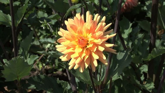 金菊股票视频 视频免费下载