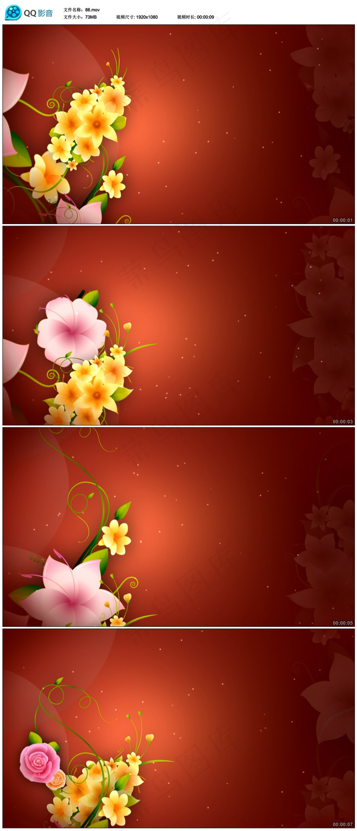 花开视频素材