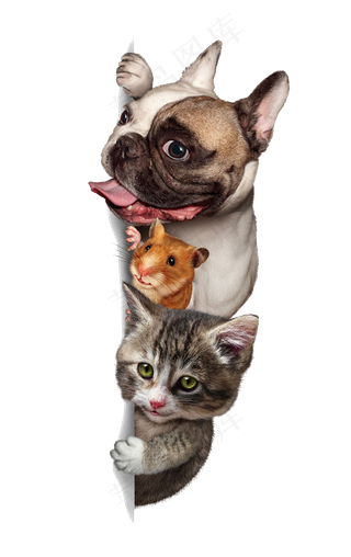 可爱的宠物免抠素材