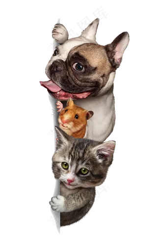 可爱的宠物免抠素材