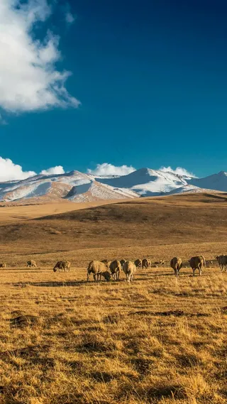 蓝天白云下的草原和牛高清摄影图片