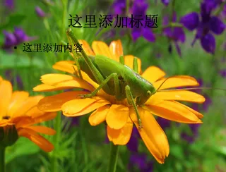 夏日蝗虫高清PPT(5)
