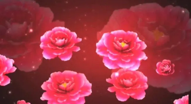 鲜花视频素材