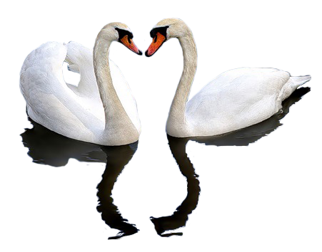 免抠png图片ps素材天鹅